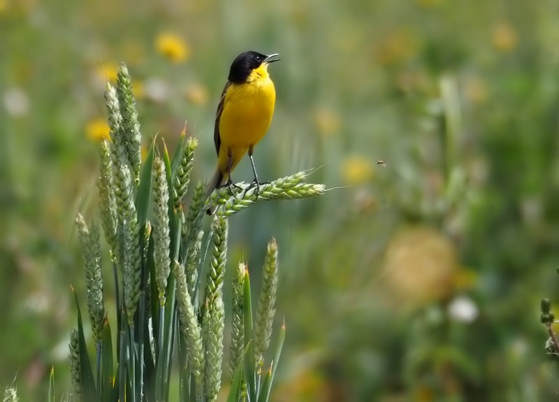 Cutrettola capinera occidentale- Motacilla flava   feldegg